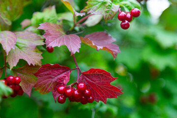 A bunch of red viburnum on a branch with red leaves