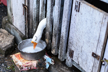 Fototapeta na wymiar Pet goose eating food beside the cage in farm house in Kerala India.