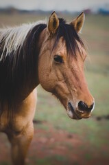 The Chincoteague pony, also known as the Assateague horse, is a breed of horse that developed and lives in a feral condition on Assateague Island in the states of Virginia and Maryland in the United 