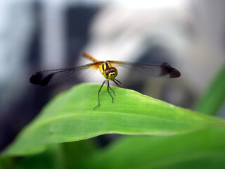 Naklejka premium Dragonfly on a green leaf