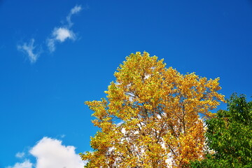 秋に色付いたイチョウを見上げた空