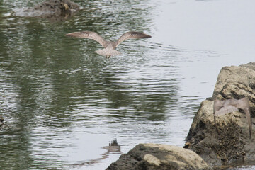Fototapeta na wymiar gray tailed tattler is in flight