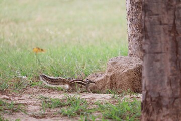 The Squirrel is going to the pit