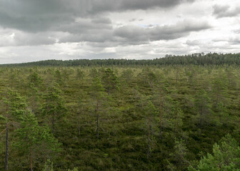 bog landscape on a summer day, bog vegetation, windy weather, Nigula Nature Reserve, Estonia