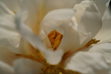 Fototapeta na wymiar White Flower of Peony in Full Bloom 