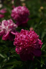 Double-petal, Pink Flower of Peony in Full Bloom

