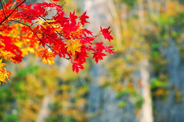 紅葉の猊鼻渓をバックにモミジのクローズアップ