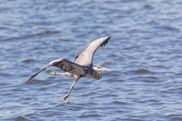 Aerial ballet of a beautiful Great Blue Heron (Ardea herodias) in flight over water.