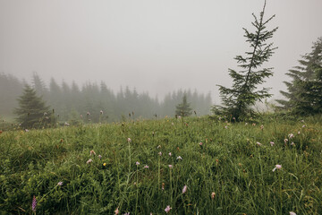 A flock of birds standing on top of a grass covered field