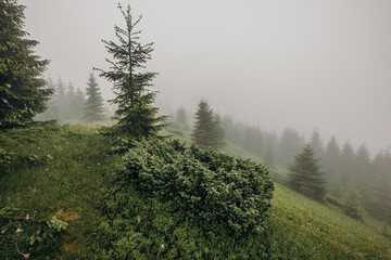 A close up of a hillside next to a tree