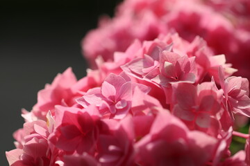 太陽の光の下の薄いピンクの紫陽花の花
A pale pink Hydrangea flower under the sunshine.