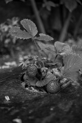 Red strawberries ready to be picked AM