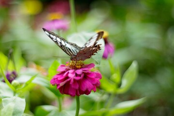Natural photo: butterfly at the Botanic Garden (Vietnam)