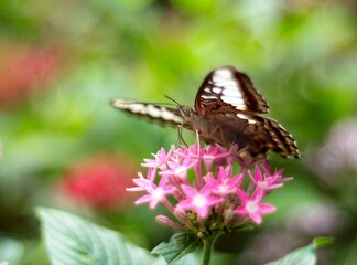 Natural photo: butterfly at the Botanic Garden (Vietnam)