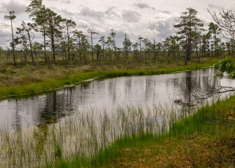 Fototapeta na wymiar stunning bog views. beautiful clouds. View of the beautiful nature in the swamp - pond, pines, moss. Sunny day. a typical West-Estonian bog. Nigula Nature Reserve