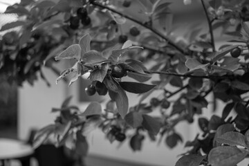 Cherries hanging on a branch of a tree with shallow depth of field AM