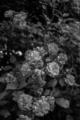 Bunch of pink flowers on a bush AM