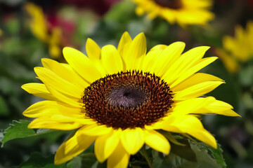 sunflower in the garden