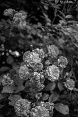 Bunch of pink flowers on a bush AM