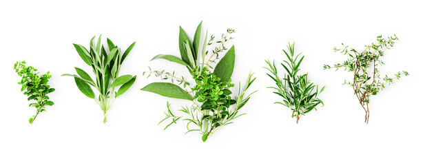 Rosemary, marjoram, sage and thyme collection - obrazy, fototapety, plakaty