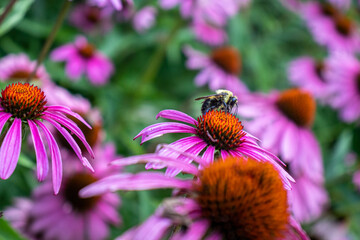 bee on a purple flower