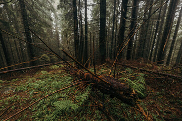 A tree in a forest