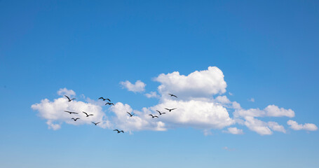 Fototapeta premium Birds and white clouds in the sky