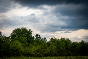 storm clouds over the forest