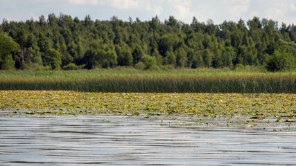 yellow water lily meadow, sunny summer day, large plain with wild water lilies