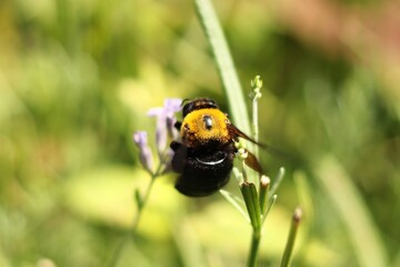A carpenter bee hovers and pollinates purple lavender flower.
