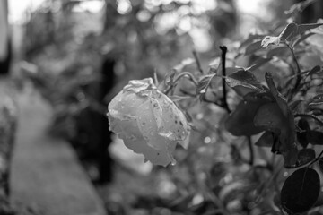White rose unfolded in a garden with a shallow depth of field