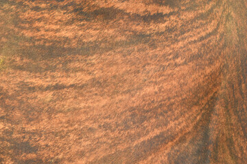 cow skin texture background, cow leather with fur background