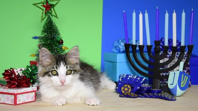 HD video of an adorable gray and white kitten laying between Christmas and hanukkah scenes. Chrismukkah. Yawns, looks at Haunukkah set up then looks at viewer.
