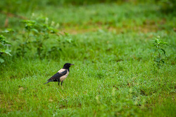 Rosy starling or Pastor roseus portrait in green grass at keoladeo national park or bharatpur bird sanctuary rajasthan india