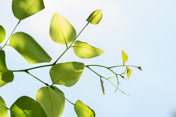 green leaves background