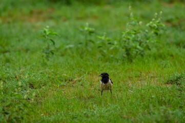 Rosy starling or Pastor roseus portrait in green grass at keoladeo national park or bharatpur bird sanctuary rajasthan india