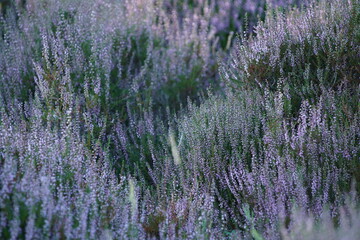 Heide Blüte im August