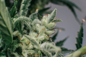 Marijuana bud close up. Indica flower. Pot green flower. Macro trichomes of cannabis.