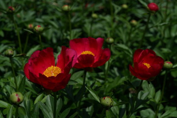 Light Red Flower of Peony in Full Bloom
