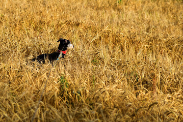 the Italian Greyhound in the field with spikelets