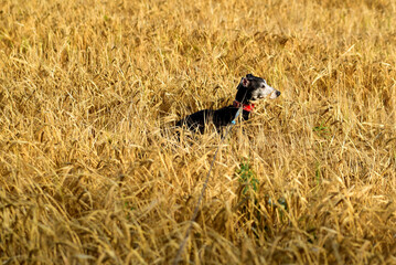 the Italian Greyhound in the field with spikelets
