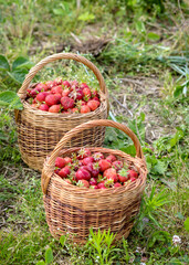 Fototapeta na wymiar landscape with juicy strawberries in a wicker basket, green grass background, summer
