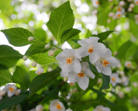 Flowering Styrax japonicus, the Japanese snowbell tree with small white flowers close up.