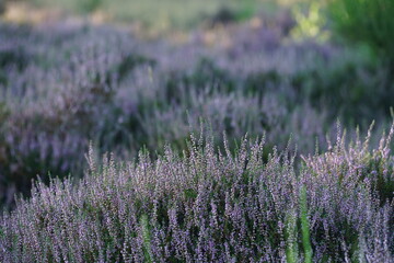 Heide Blüte im August