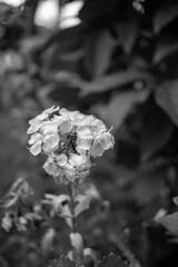Close up shot of white flowers in a bunch with a shallow depth of field