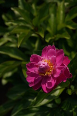 Double-petal, Light Pink Flower of Peony in Full Bloom

