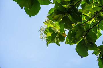 green leaves against blue sky