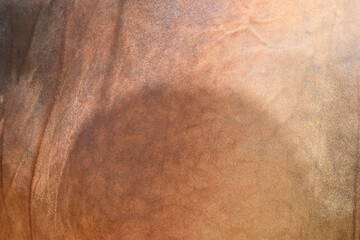 cow skin texture background, cow leather with fur background