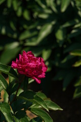Double-petal, Pink Flower of Peony in Full Bloom

