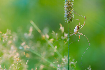 spider sits on a spike of grass on a green background